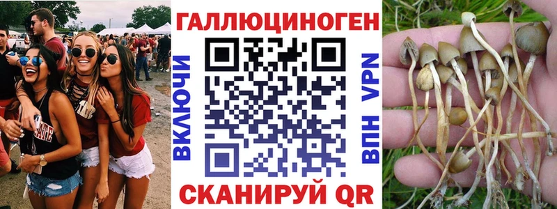 Псилоцибиновые грибы Cubensis даркнет телеграм Новохопёрск
